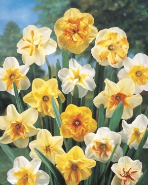 Narcis Papilon Mix (per veelvouden van 100 stuks) 